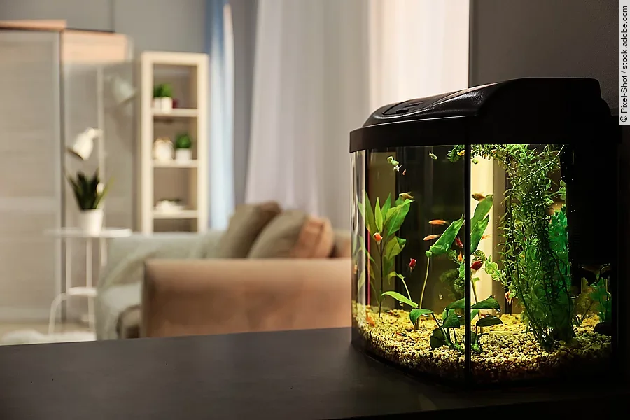 Aquarium im Wohnzimmer