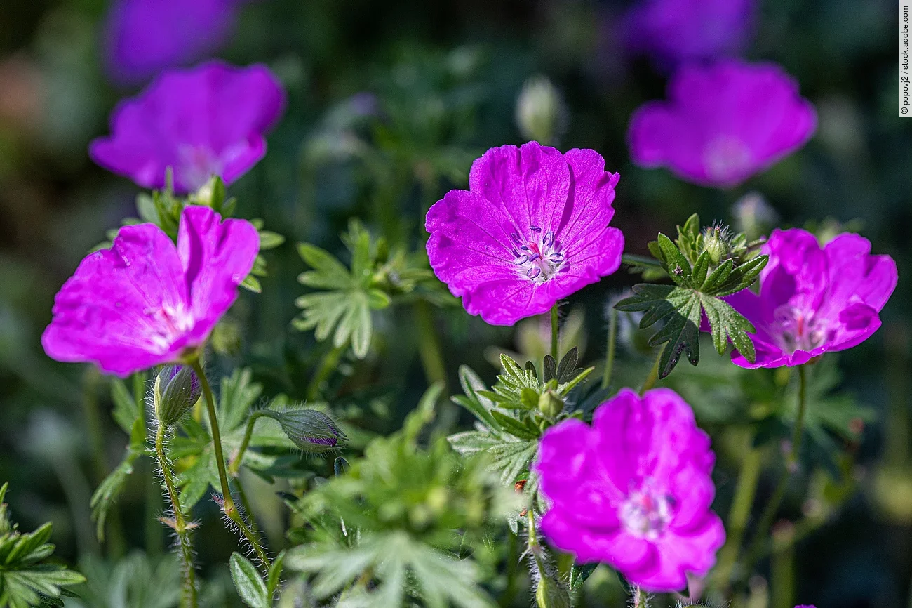 Aufnahme von einem Storchschnabel. 