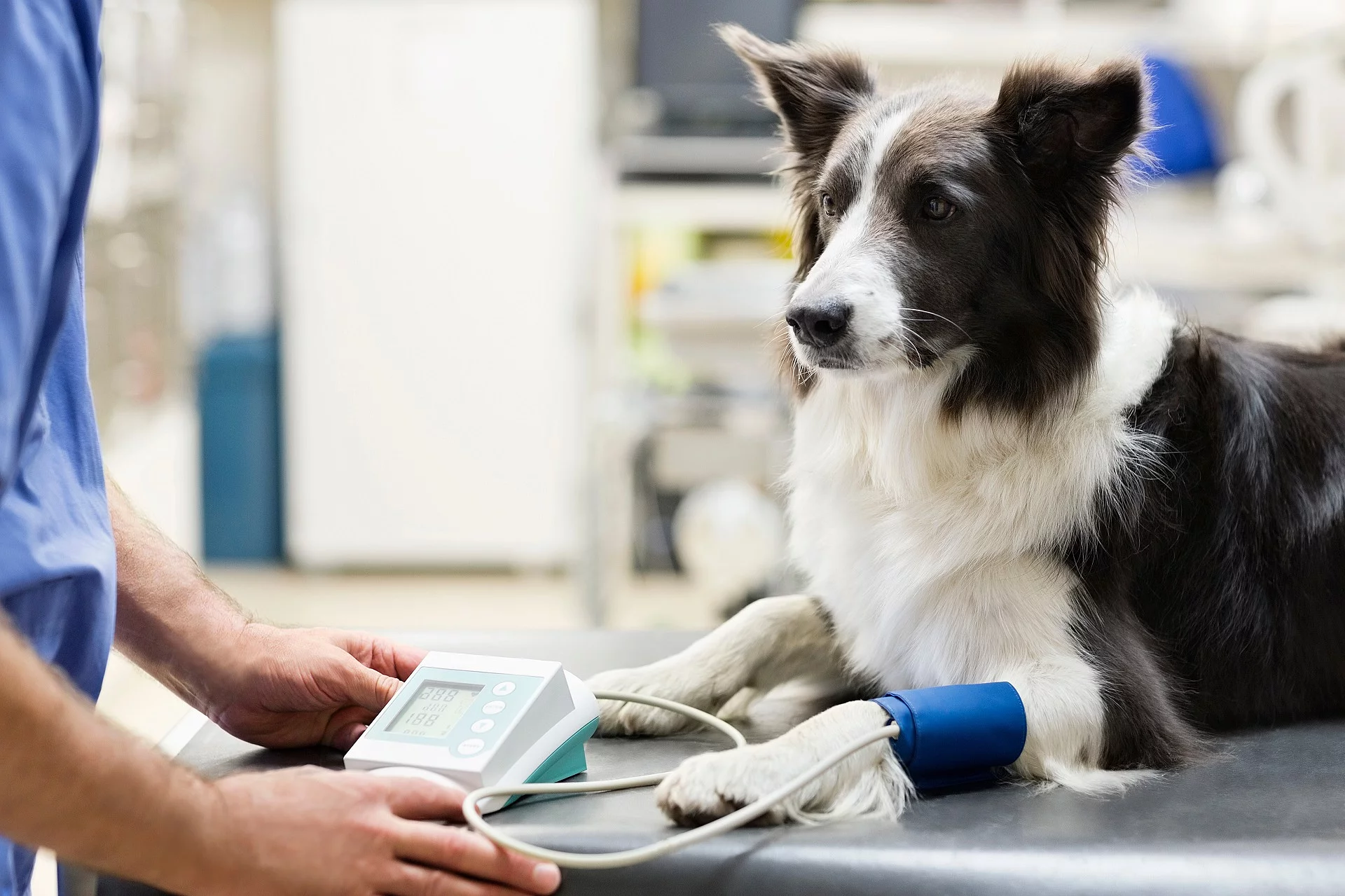 Ein Tierarzt misst den Blutdruck bei einem Hund.