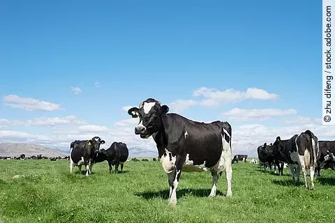 An einem sonnigen Tag stehen schwarz-weiß gefleckte Holsteinkühe auf einer grünen Weide.