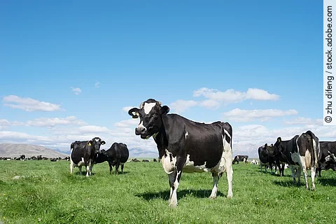 An einem sonnigen Tag stehen schwarz-weiß gefleckte Holsteinkühe auf einer grünen Weide.