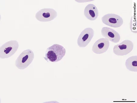 Im 1000fach vergrößertem Blutausstrich einer Bartagame erkennt man einen Monozyt bzw. Azurophilen.