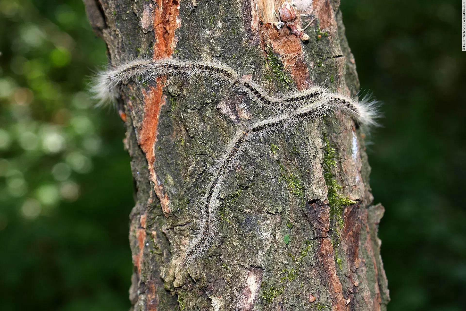 Eichenprozessionsspinner