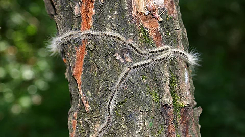 Eichenprozessionsspinner