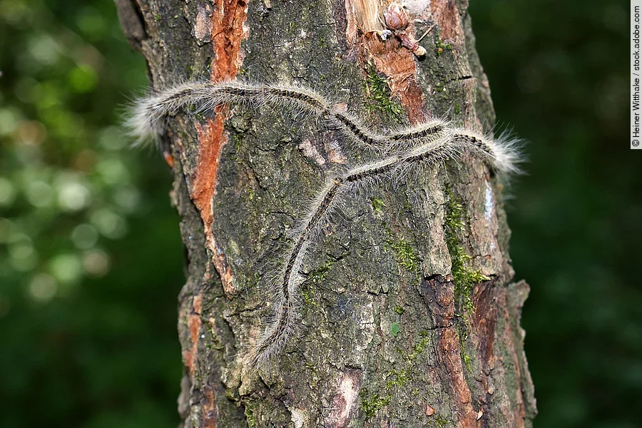 Eichenprozessionsspinner