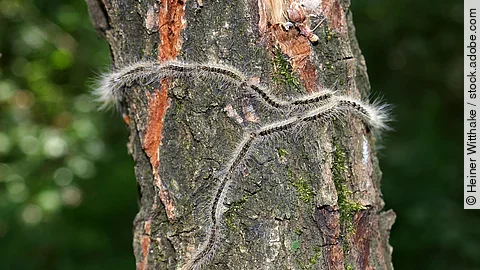 Eichenprozessionsspinner