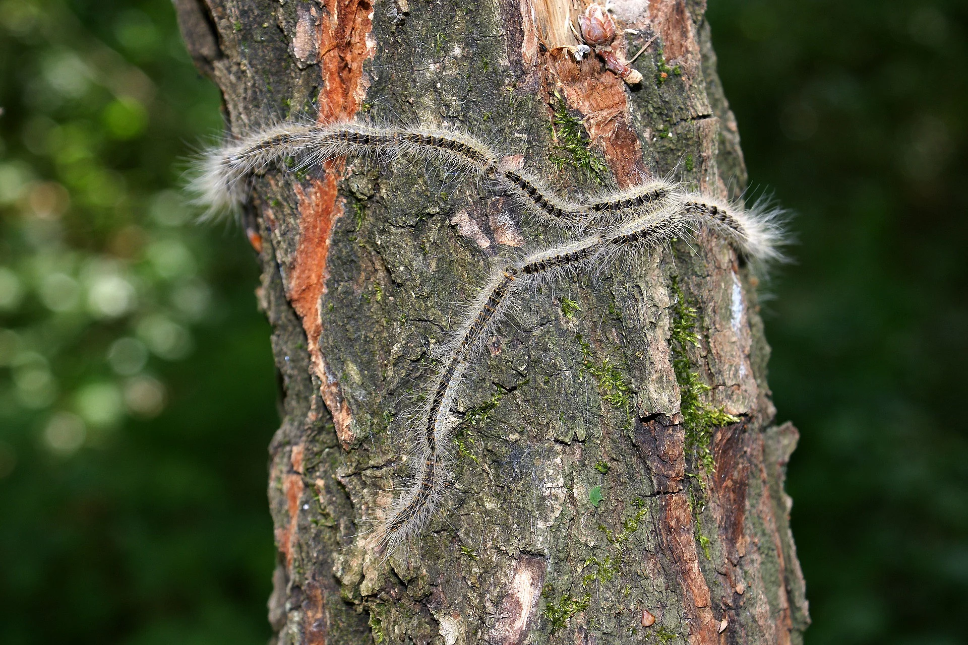 Eichenprozessionsspinner