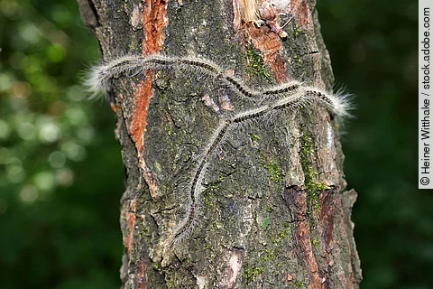 Eichenprozessionsspinner