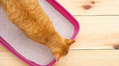 Eine orangefarbene Katze steht in einer offenen, pinken Katzentoilette ohne Deckel. Eine orangefarbene Katze steht in einer offenen, pinken Katzentoilette ohne Deckel.