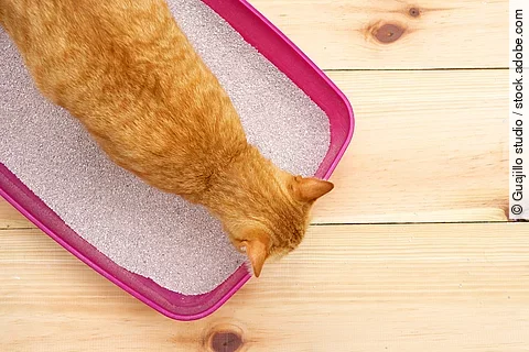 Eine orangefarbene Katze steht in einer offenen, pinken Katzentoilette ohne Deckel.