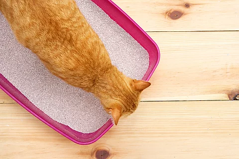 Eine orangefarbene Katze steht in einer offenen, pinken Katzentoilette ohne Deckel.