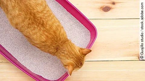 Eine orangefarbene Katze steht in einer offenen, pinken Katzentoilette ohne Deckel.