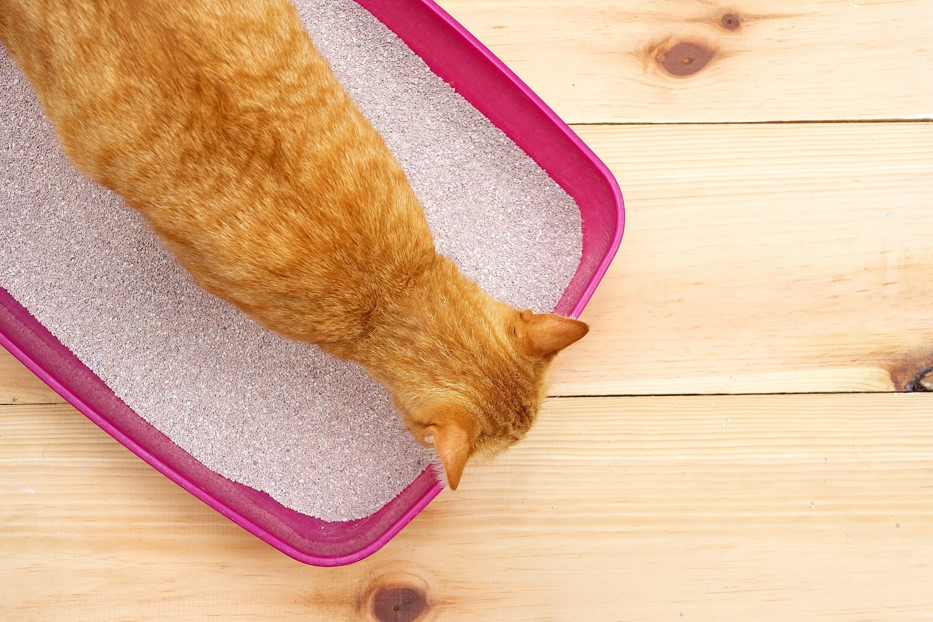 Eine orangefarbene Katze steht in einer offenen, pinken Katzentoilette ohne Deckel.