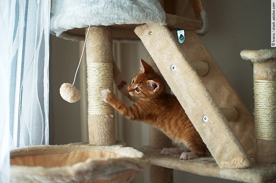 Ein rotes Kitten sitzt auf einem großen Kratzbaum, wetzt seine Krallen und spielt mit einem Spielzeug.