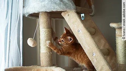 Ein rotes Kitten sitzt auf einem großen Kratzbaum, wetzt seine Krallen und spielt mit einem Spielzeug.