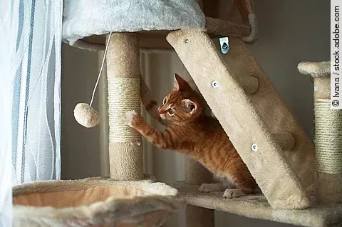 Ein rotes Kitten sitzt auf einem großen Kratzbaum, wetzt seine Krallen und spielt mit einem Spielzeug.