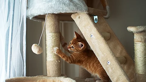 Ein rotes Kitten sitzt auf einem großen Kratzbaum, wetzt seine Krallen und spielt mit einem Spielzeug.