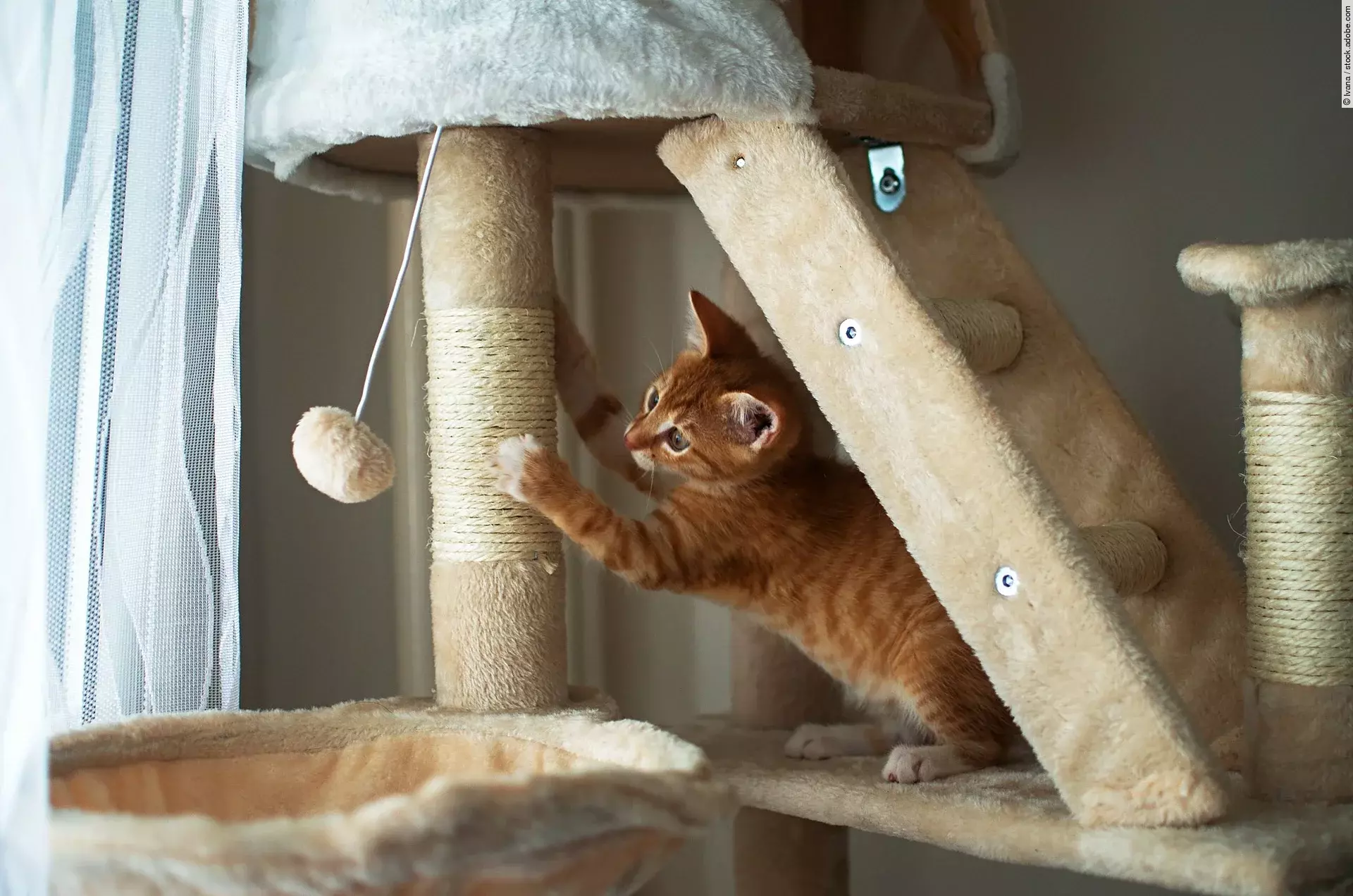 Ein rotes Kitten sitzt auf einem großen Kratzbaum, wetzt seine Krallen und spielt mit einem Spielzeug.