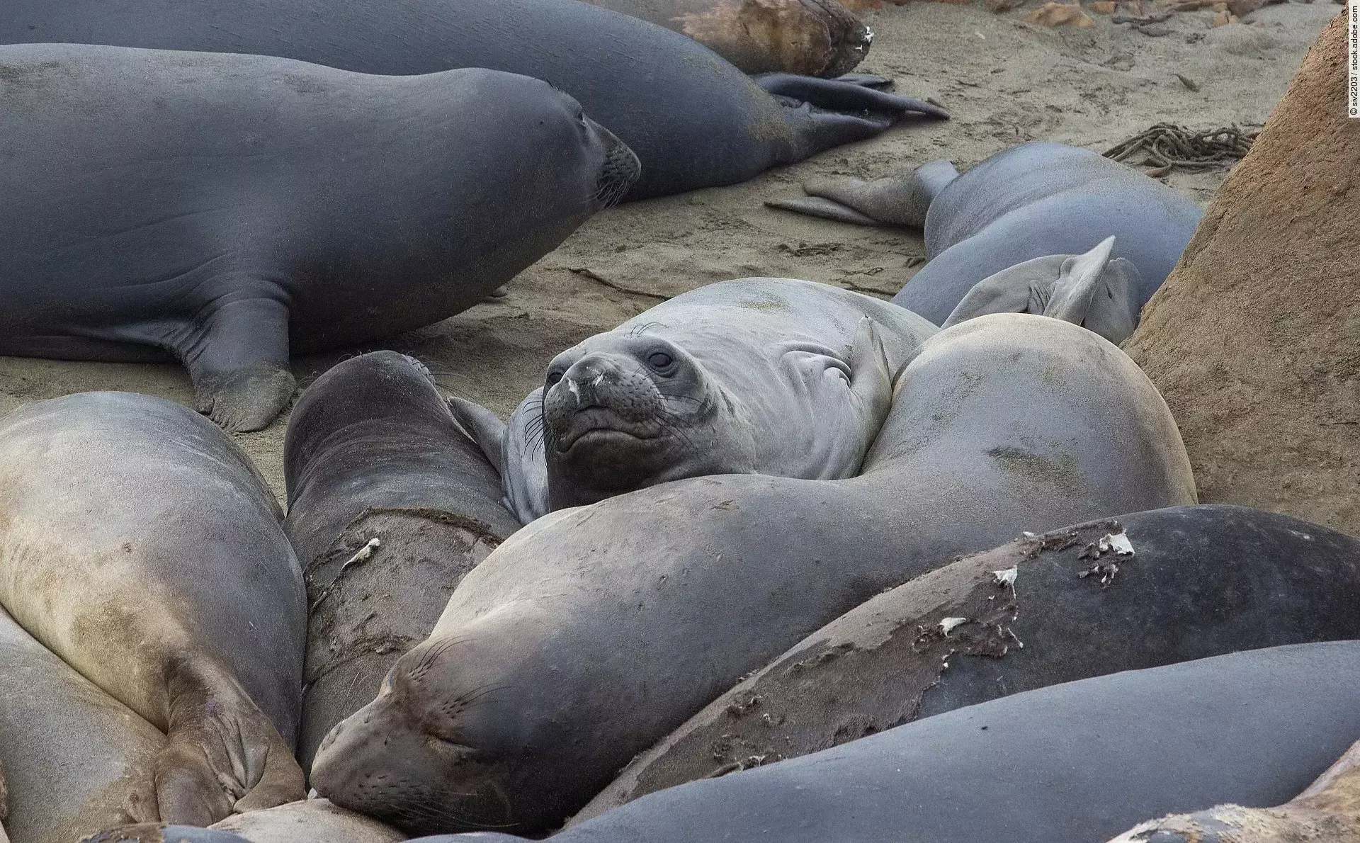 Nordische See-Elefanten