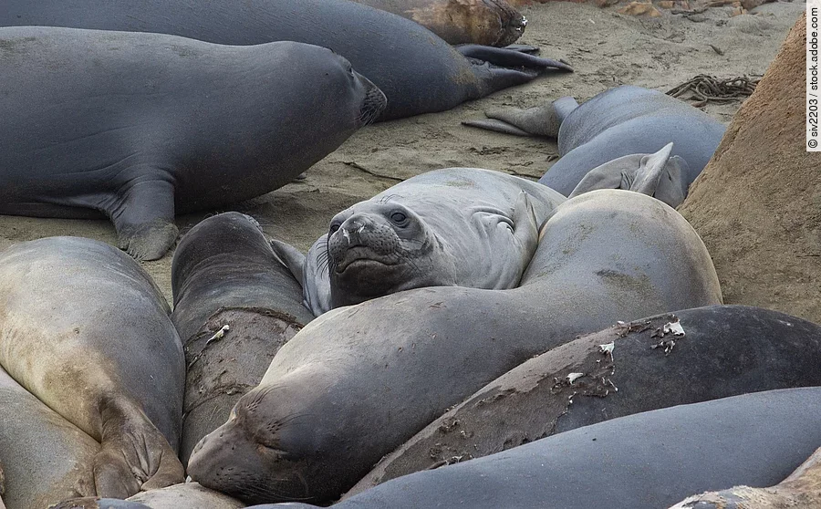 Nordische See-Elefanten Nordische See-Elefanten