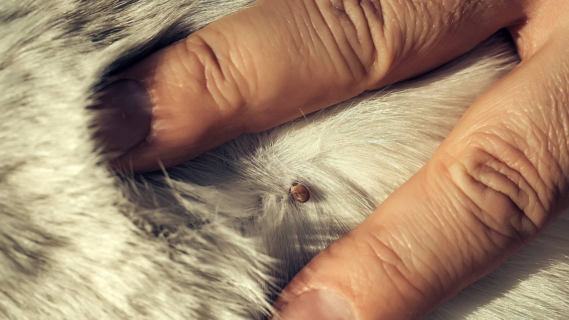 Nahaufnahme Zecke in Tierfell zwischen 2 Fingern