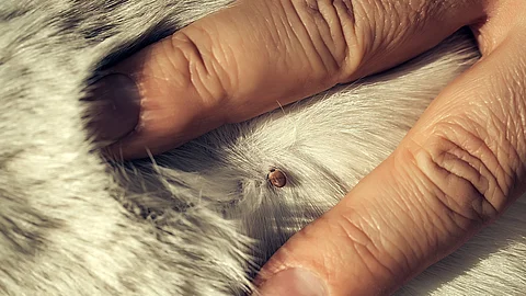 Nahaufnahme Zecke in Tierfell zwischen 2 Fingern