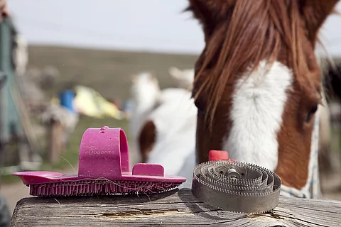 Auf einem Holzstamm liegen zwei Pferdebürsten, dahinter steht ein Pferd.