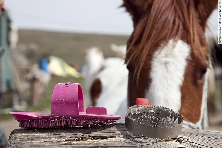 A soft focus of a plastic and a metal curry comb on a wooden log Auf einem Holzstamm liegen zwei Pferdebürsten, dahinter steht ein Pferd.