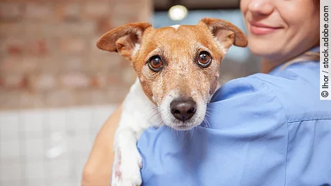 Eine junge Tiermedizinische Fachangestellte hält einen älteren Jack Russel Terrier auf dem Arm. Eine junge Tiermedizinische Fachangestellte hält einen älteren Jack Russel Terrier auf dem Arm.