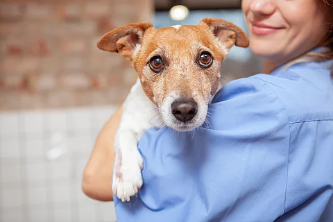 Eine junge Tiermedizinische Fachangestellte hält einen älteren Jack Russel Terrier auf dem Arm.