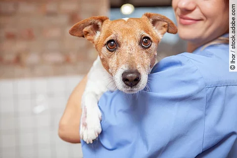 Eine junge Tiermedizinische Fachangestellte hält einen älteren Jack Russel Terrier auf dem Arm.