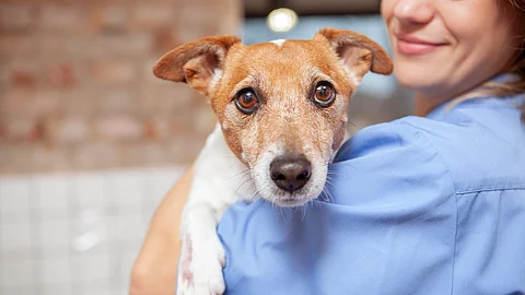 Eine junge Tiermedizinische Fachangestellte hält einen älteren Jack Russel Terrier auf dem Arm.