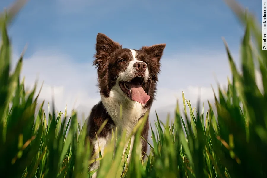 Frontalaufnahme von einem Border Collie. Der Hund steht im hohen Gras und hechelt. Das Fell ist weiß und braun. Im Hintergrund ist ein blauer Himmel zu sehen.