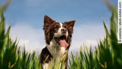 Frontalaufnahme von einem Border Collie. Der Hund steht im hohen Gras und hechelt. Das Fell ist weiß und braun. Im Hintergrund ist ein blauer Himmel zu sehen.