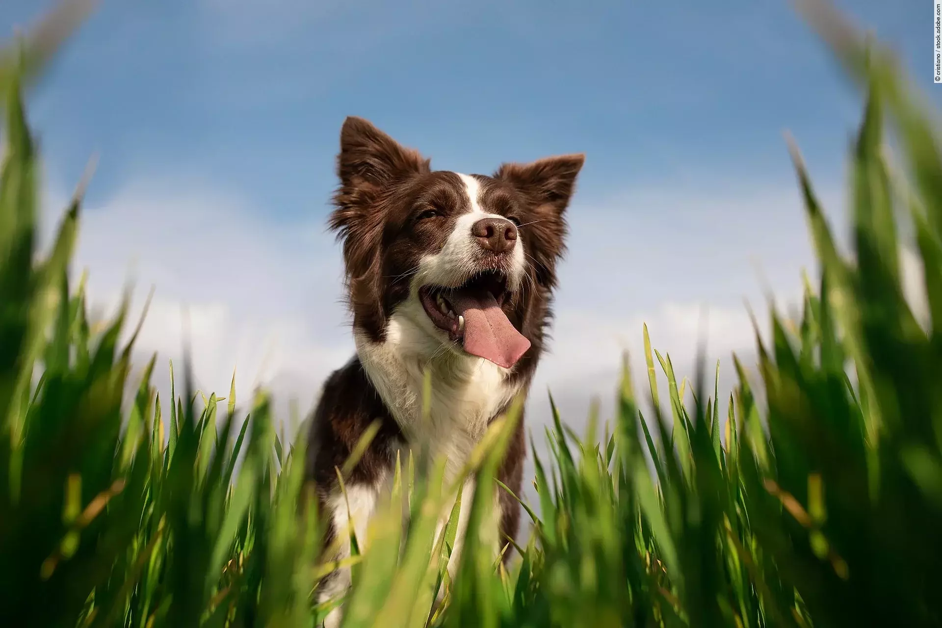 Frontalaufnahme von einem Border Collie. Der Hund steht im hohen Gras und hechelt. Das Fell ist weiß und braun. Im Hintergrund ist ein blauer Himmel zu sehen.