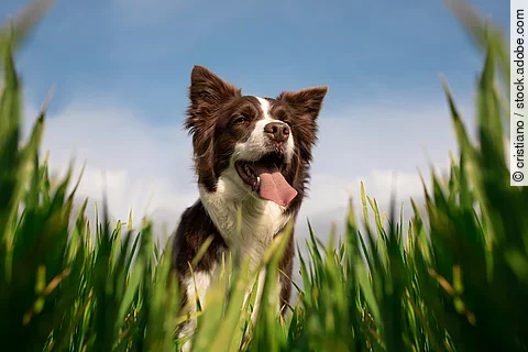 Frontalaufnahme von einem Border Collie. Der Hund steht im hohen Gras und hechelt. Das Fell ist weiß und braun. Im Hintergrund ist ein blauer Himmel zu sehen.