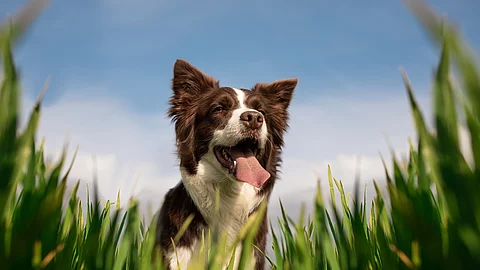 Frontalaufnahme von einem Border Collie. Der Hund steht im hohen Gras und hechelt. Das Fell ist weiß und braun. Im Hintergrund ist ein blauer Himmel zu sehen.