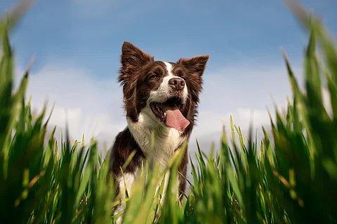 Frontalaufnahme von einem Border Collie. Der Hund steht im hohen Gras und hechelt. Das Fell ist weiß und braun. Im Hintergrund ist ein blauer Himmel zu sehen.