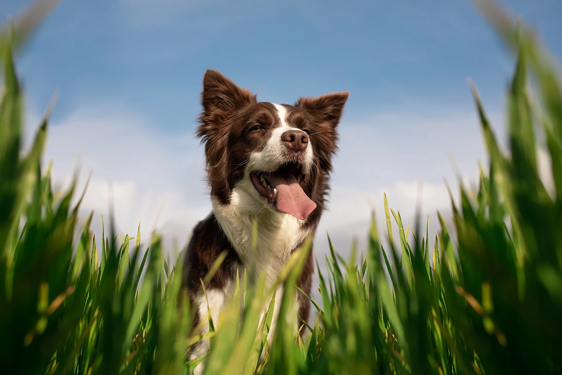 Frontalaufnahme von einem Border Collie. Der Hund steht im hohen Gras und hechelt. Das Fell ist weiß und braun. Im Hintergrund ist ein blauer Himmel zu sehen.