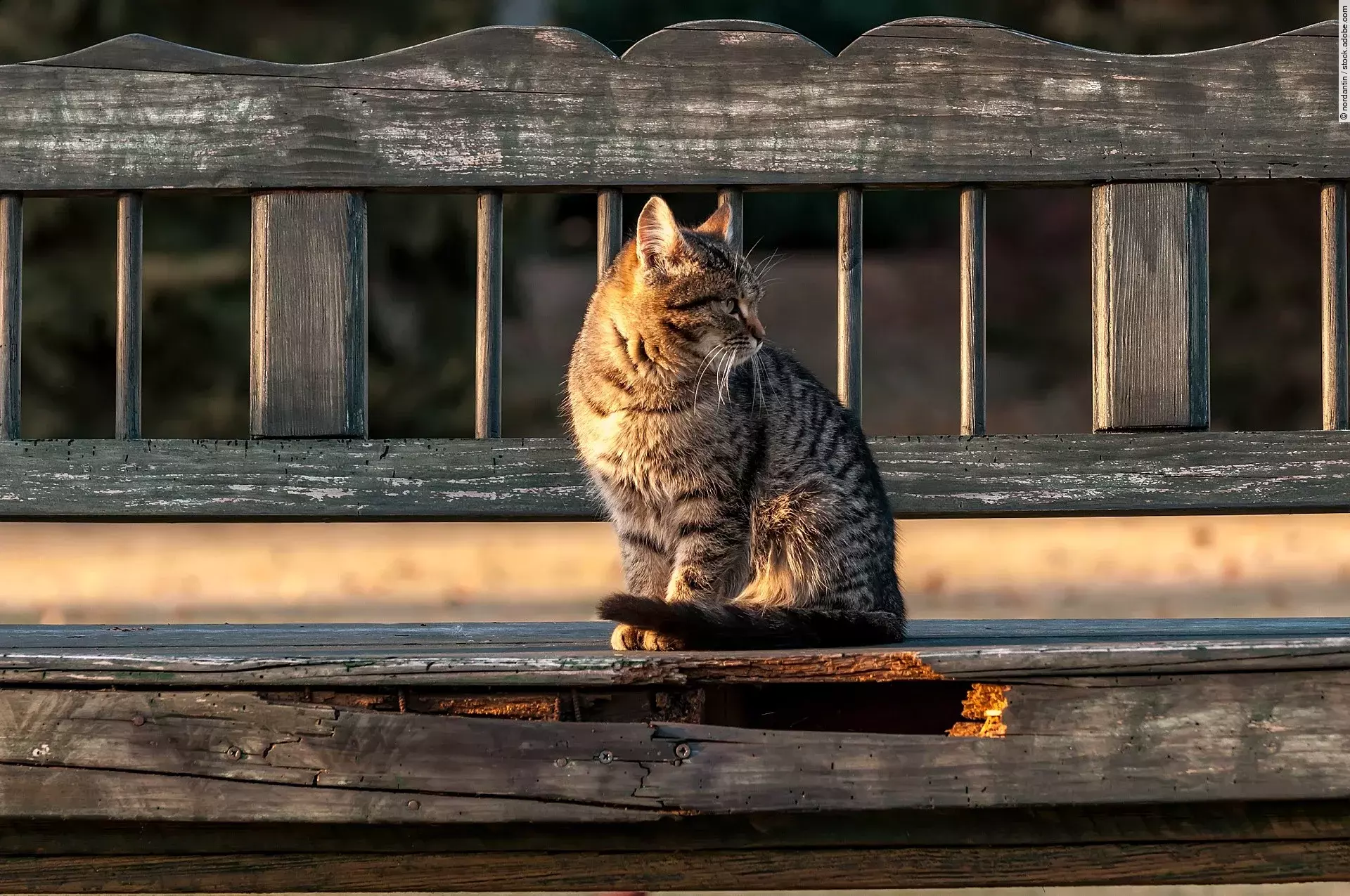 Eine Hauskatze sitzt draußen auf einer Holzbank.