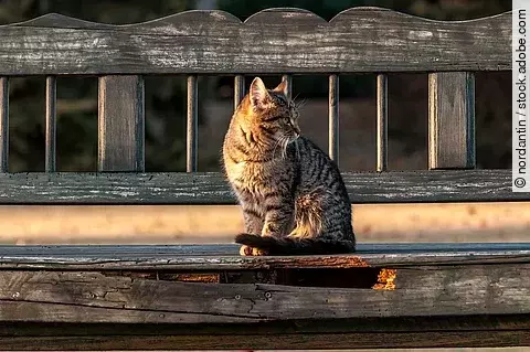 Eine Hauskatze sitzt draußen auf einer Holzbank.