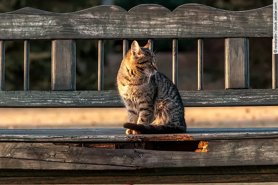 Eine Hauskatze sitzt draußen auf einer Holzbank.