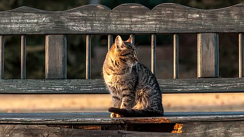 Eine Hauskatze sitzt draußen auf einer Holzbank.