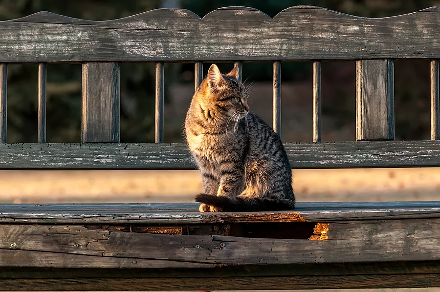 A housecat sitting on a bench in a backyard Eine Hauskatze sitzt draußen auf einer Holzbank.