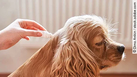 Ein Hund bekommt ein Spot-on-Präparat in den Nacken appliziert. Die Aufnahme ist seitlich aufgenommen in einer Wohnung. Der Hund hat hellbraunes langes Fell. 