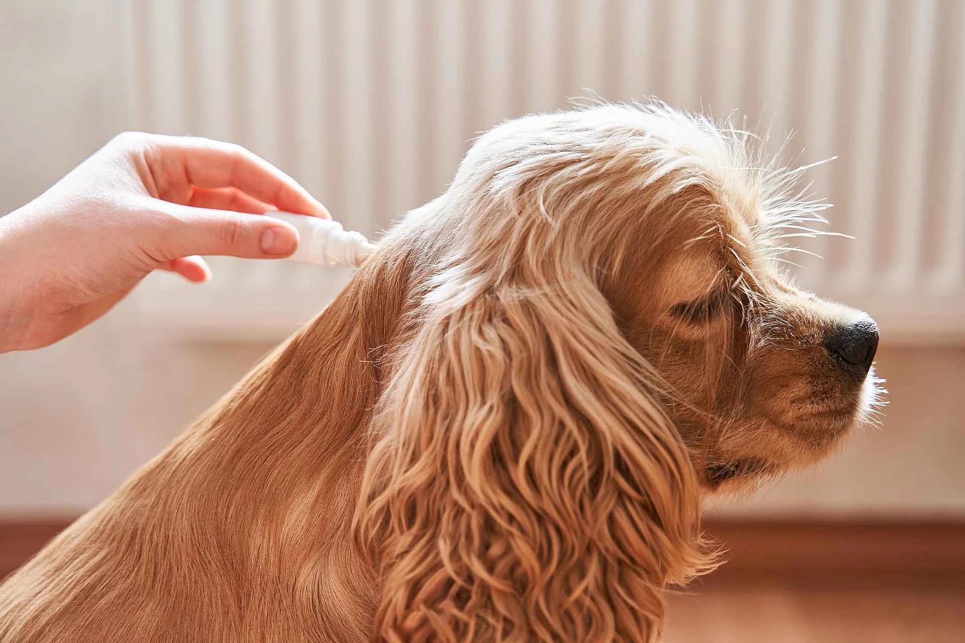 Ein Hund bekommt ein Spot-on-Präparat in den Nacken appliziert. Die Aufnahme ist seitlich aufgenommen in einer Wohnung. Der Hund hat hellbraunes langes Fell. 