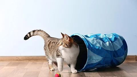 Cute funny cat playing at home