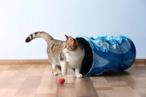 Cute funny cat playing at home