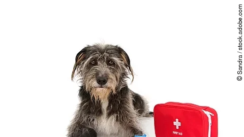 SICK OR INJURED DOG. PUPPY  LYING DOWN WITH A BLUE BANDAGE OR EL