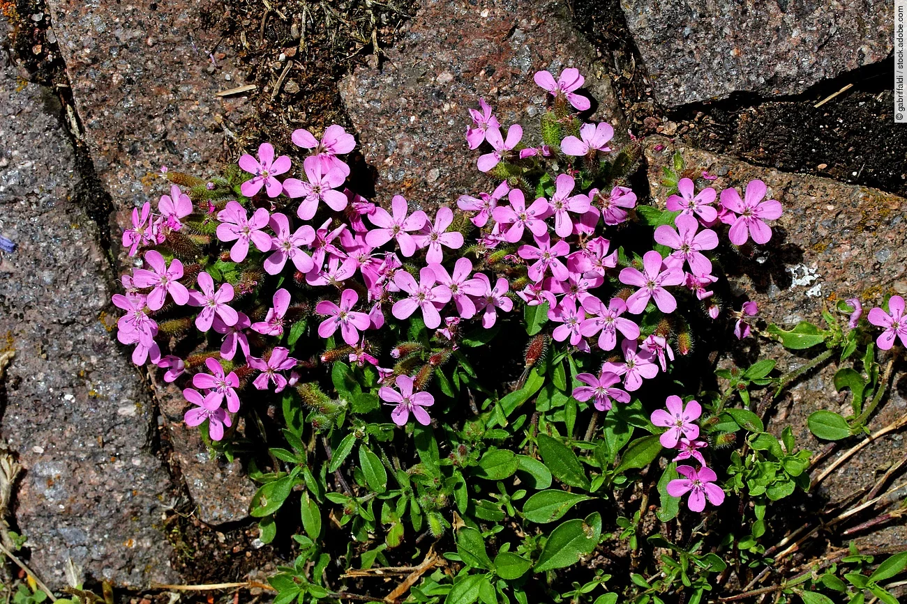 Aufnahme von einer Pflanze. Die Pflanze ist Polsterseifenkraut.